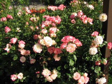 Карманьола 6